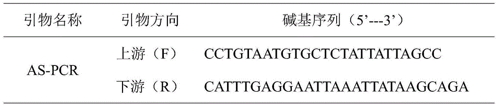 SPN locus in linkage with round or flat character of peach fruit shape, molecular marker based on locus and application thereof