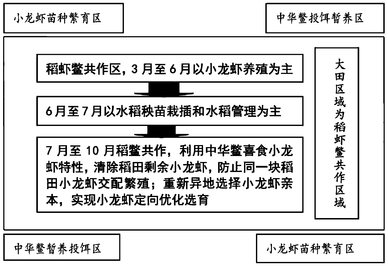 Method for ecologically breeding rice, crayfishes and turtles in rice field and directionally breeding crayfishes