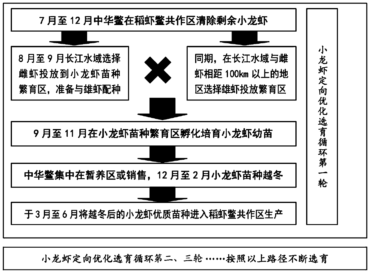 Method for ecologically breeding rice, crayfishes and turtles in rice field and directionally breeding crayfishes