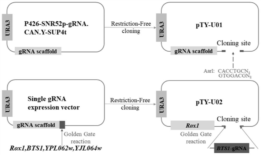 Recombinant yeast engineering bacterium with high yield of friedelin