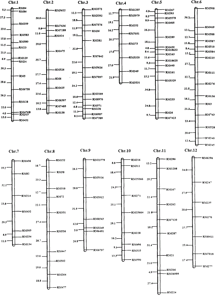 An ssr marker linked to the lrpw-related qtl of rice stem tip nematode resistance on chromosome 5 and its application