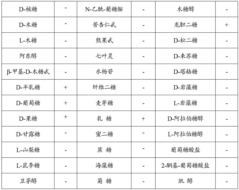 Bifidobacterium bifidum i771 as well as separation and purification method and application thereof