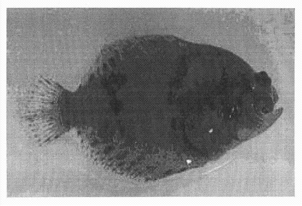 Method for hybridizing female verasper variegatus and male verasper moseri for breeding and fry cultivating