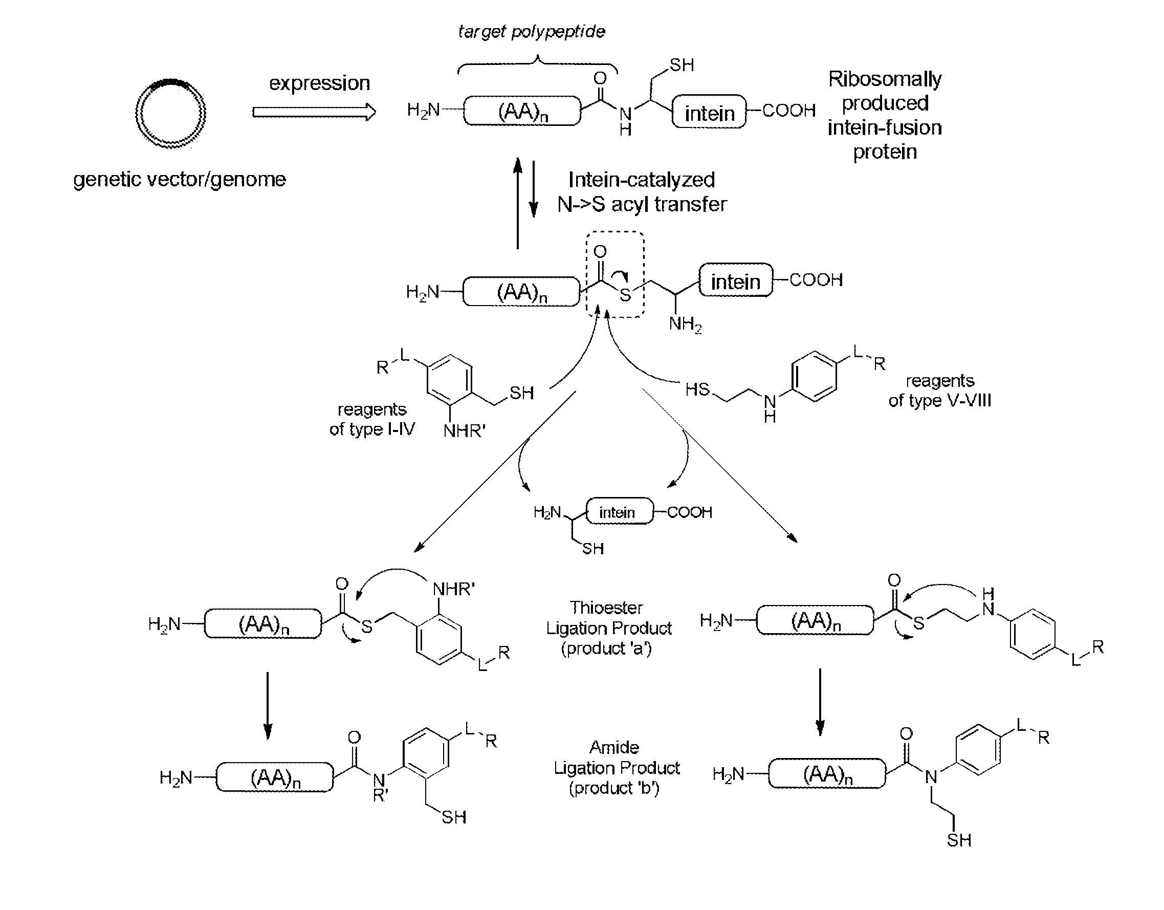 Methods and compositions for site-specific labeling of peptides and proteins