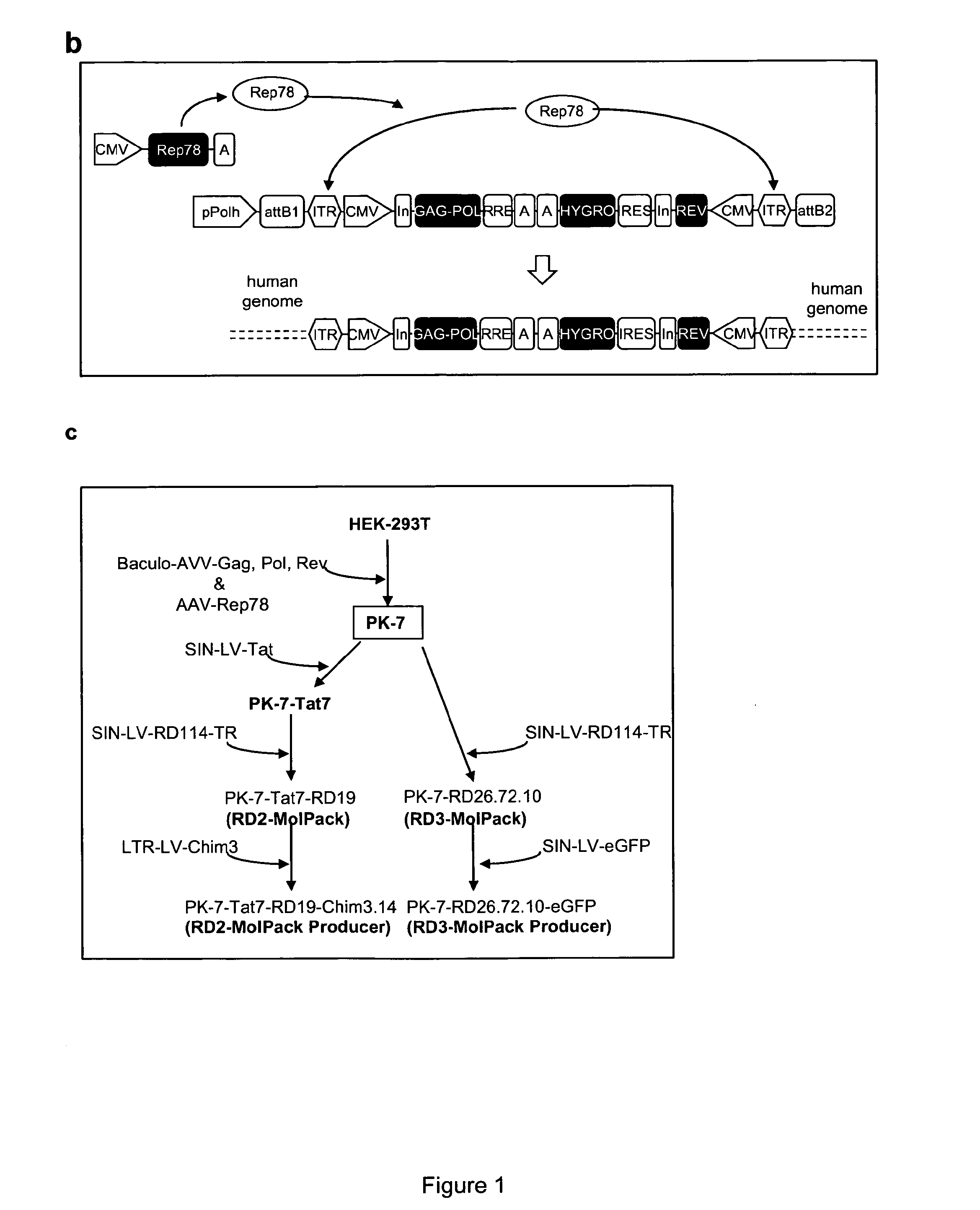 Stable Production of Lentiviral Vectors