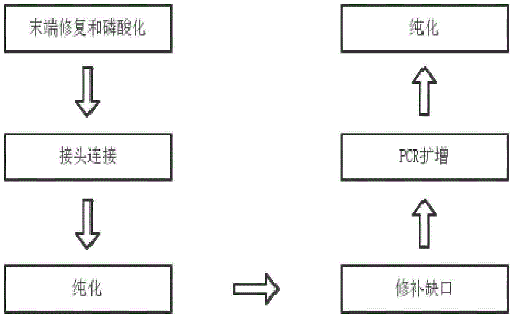 Construction method of plasma cell-free dna library