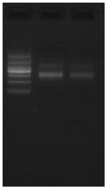 Construction method of plasma cell-free dna library