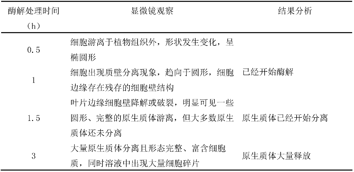 Preparing method of carnation leaf protoplast