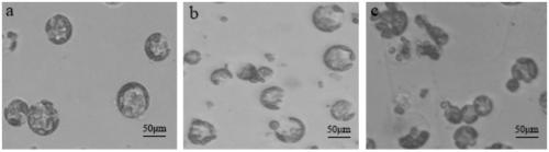 Preparing method of carnation leaf protoplast