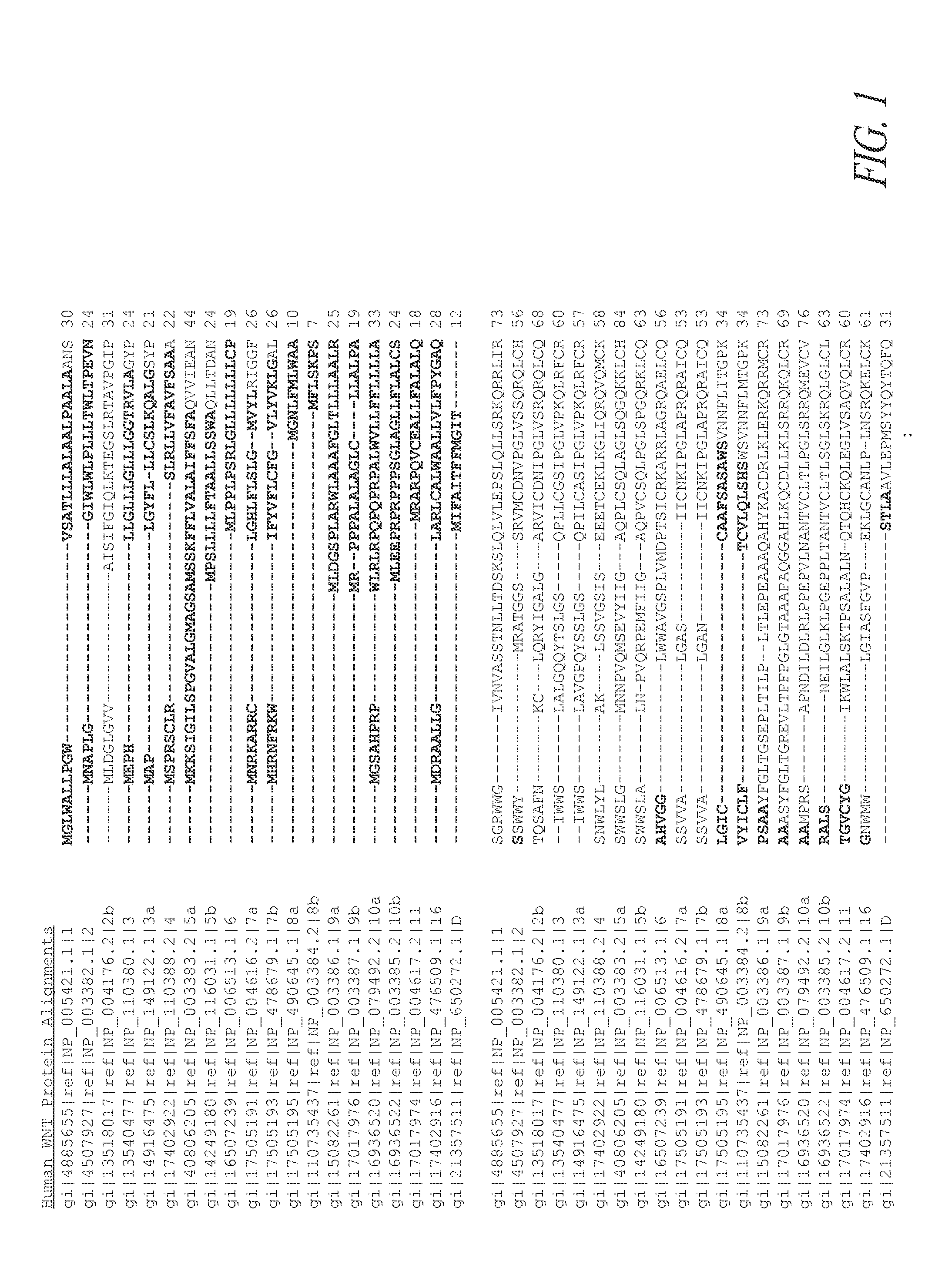 Wnt compositions and therapeutic uses of such compositions