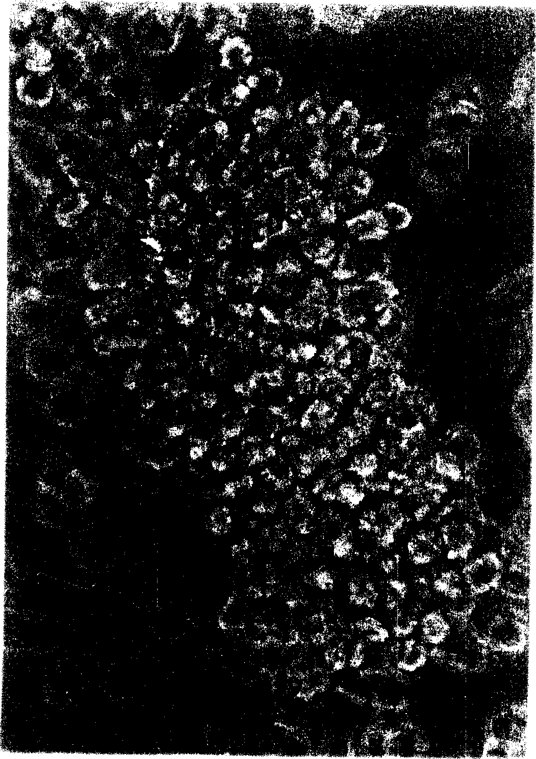 Method for establishing hematopoietic stem cells bank by extracting hematopoietic cells from placenta tissues