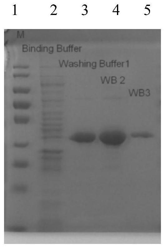 Carbon catabolism regulatory protein CcpA mutant K31A