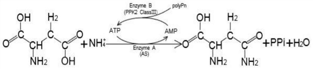 Method for assisting whole-cell transformation to synthesize L-asparagine