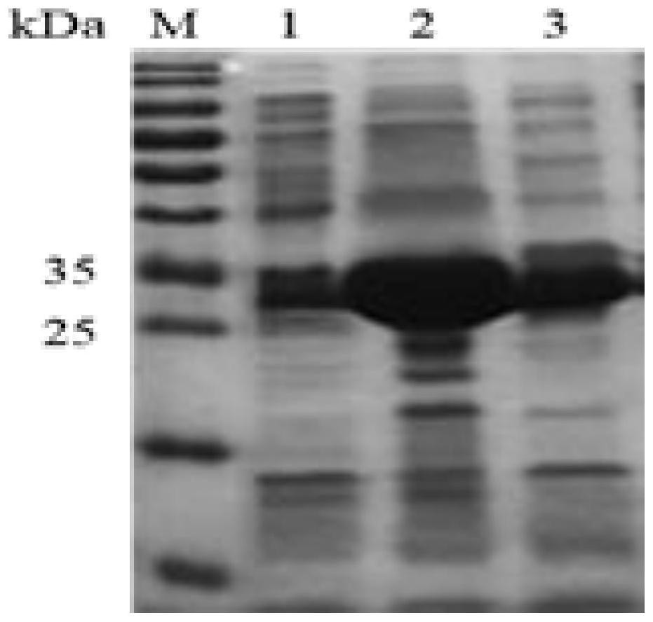 Method for assisting whole-cell transformation to synthesize L-asparagine