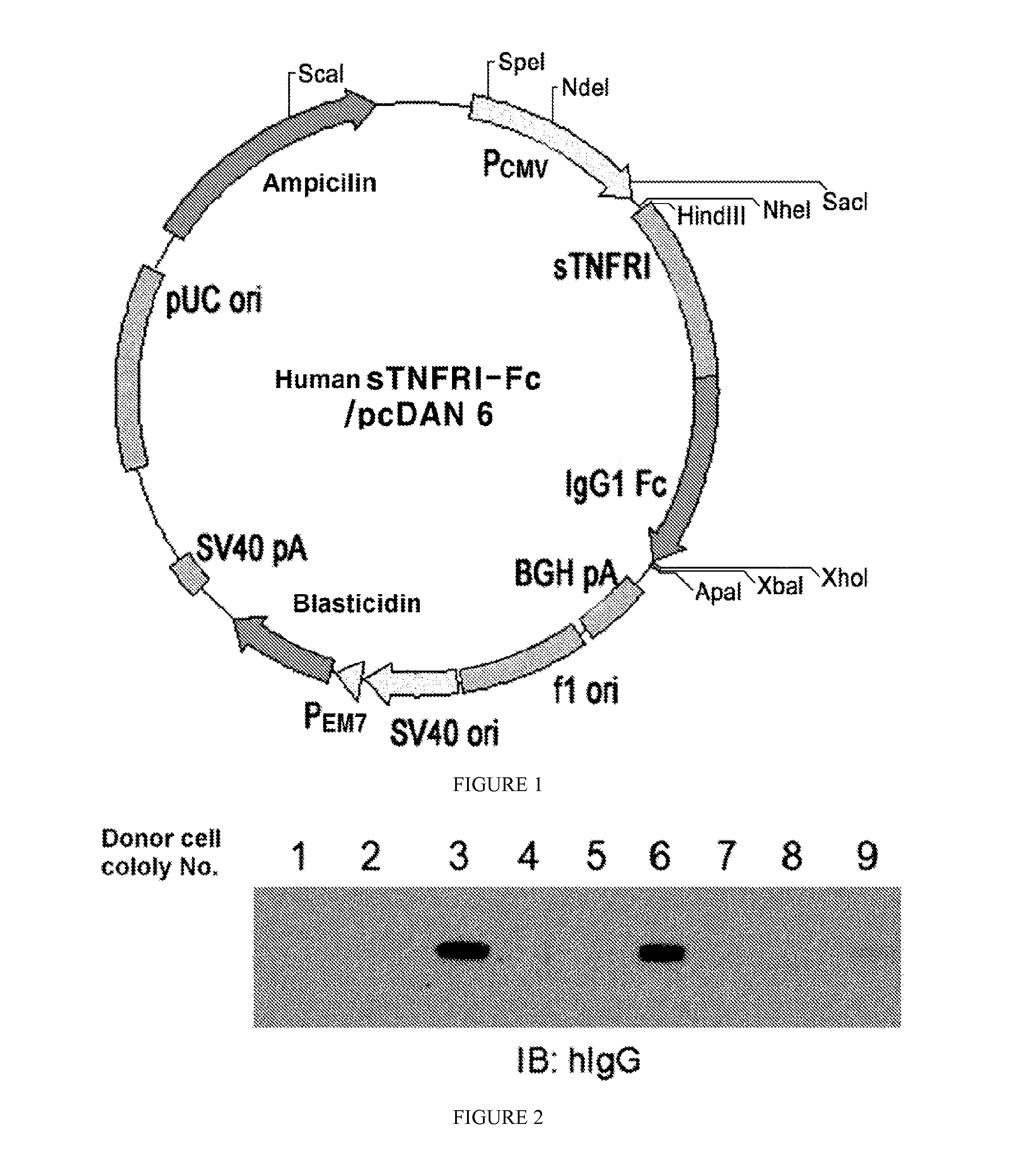 Transgenic pig expressing stnfr1-fc genes and the uses thereof