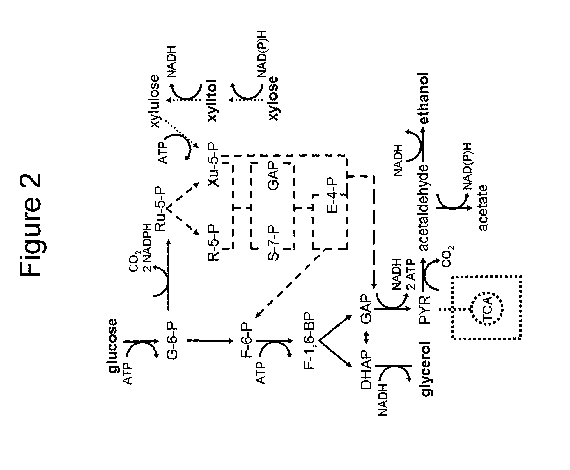 Modified yeast strains exhibiting enhanced fermentation of lignocellulosic hydrolysates