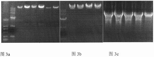 Construction method and application of recombinant prrs virus genetic engineering vaccine expressing classical swine fever virus e2 protein