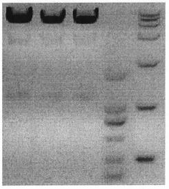 Construction method and application of recombinant prrs virus genetic engineering vaccine expressing classical swine fever virus e2 protein