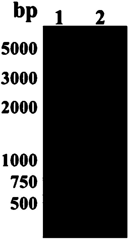 Beta-1,4-glucanase encoding gene and preparation method and application thereof