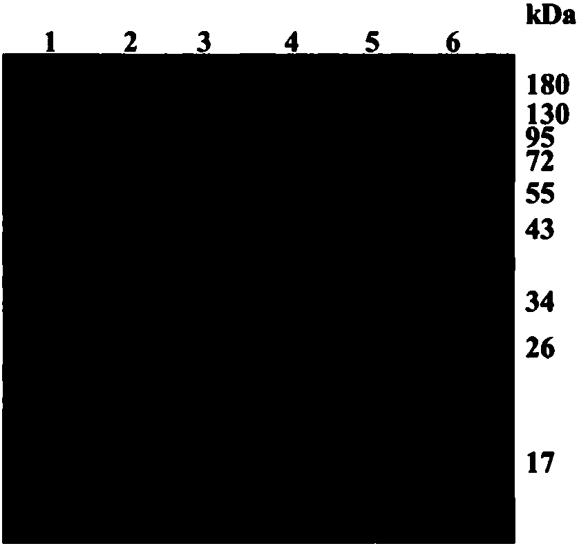 Beta-1,4-glucanase encoding gene and preparation method and application thereof