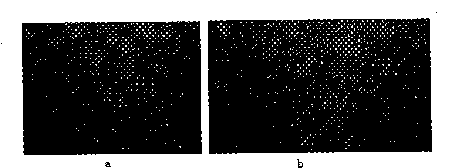 Sampling method for non-damage fixed position observation of plant stomata in field experiment