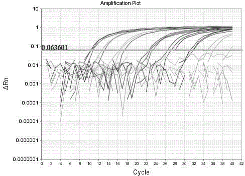 Primer for detecting porcine sapelo virus, Taqman-MGB probe and kit