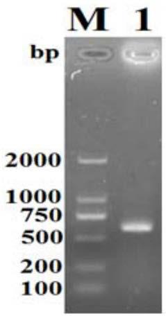 Application of EG-TPx and kit for diagnosing echinococcosis granulosa of livestock