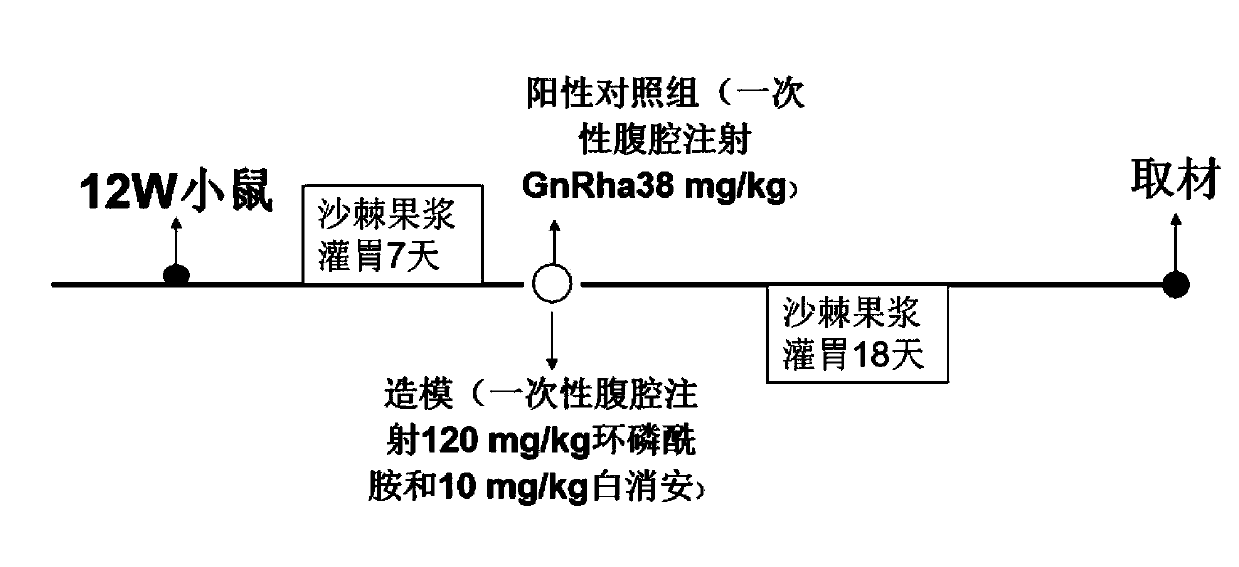 Application of plant fruit pulp in preparation of medicines and health-care foods for preventing ovarian injury caused by chemoradiotherapy