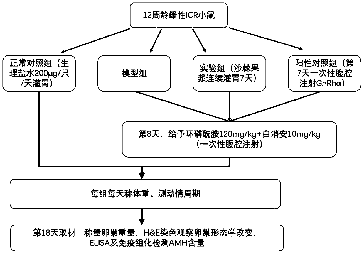 Application of plant fruit pulp in preparation of medicines and health-care foods for preventing ovarian injury caused by chemoradiotherapy