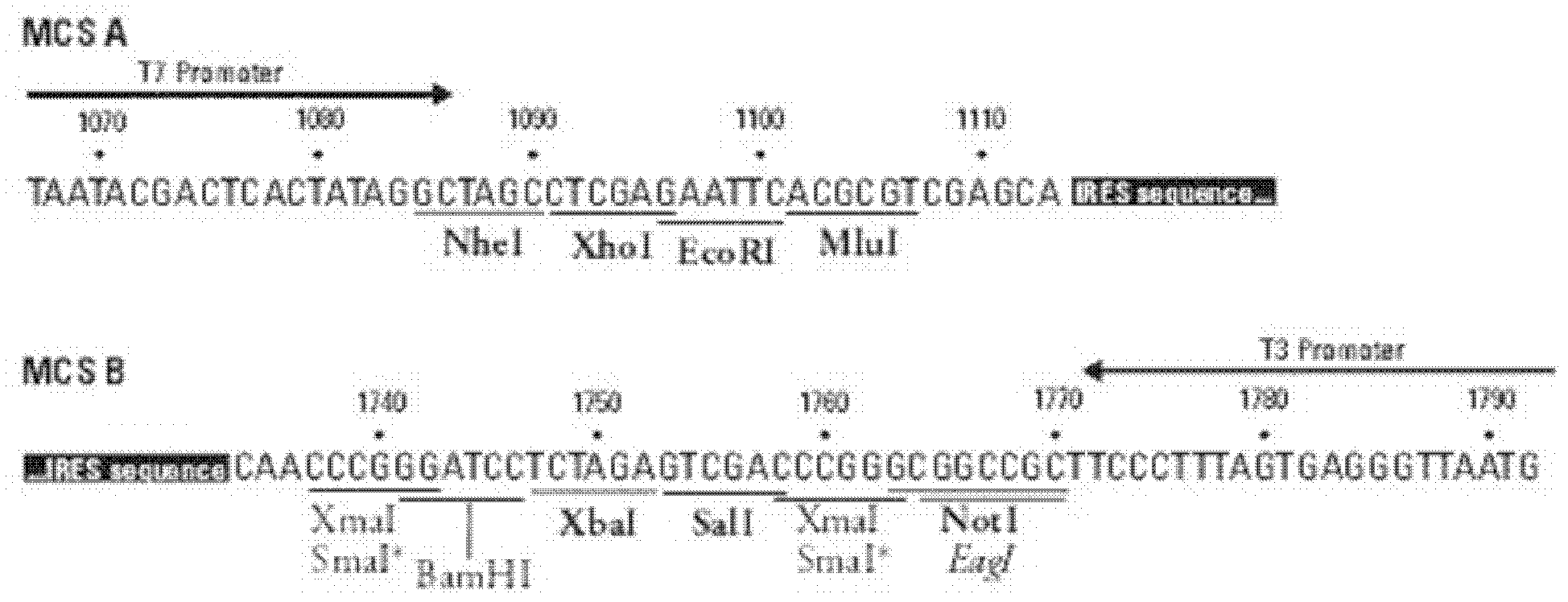 Anti-RSV (respiratory syncytial virus) human monoclonal antibody, and its preparation method