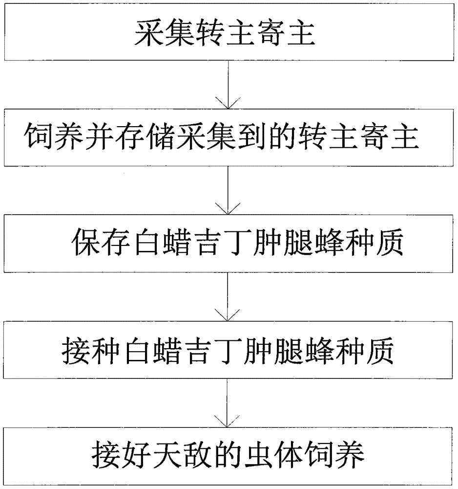 Method for artificially breeding Sclerodermus pupariae by using local alternate hosts