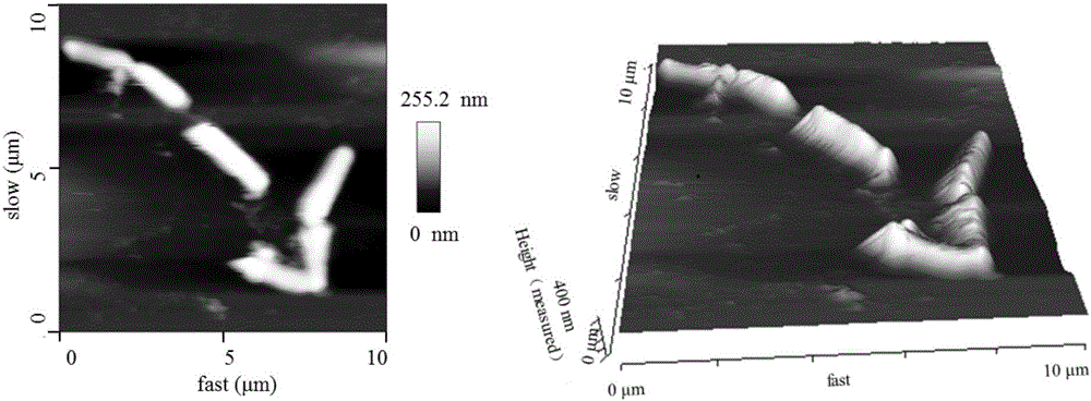 Medium thermophilic bacillus licheniformis strain and application thereof in treatment on high-temperature oil-bearing wastewater