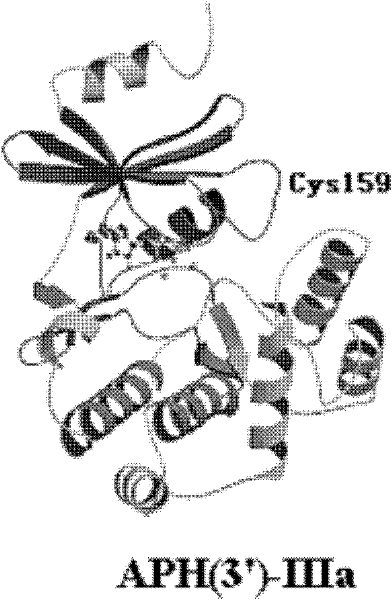 Aminoglycosides phosphate modifying enzyme and detection method for detecting antibiotics