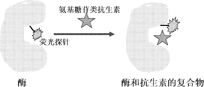 Aminoglycosides phosphate modifying enzyme and detection method for detecting antibiotics