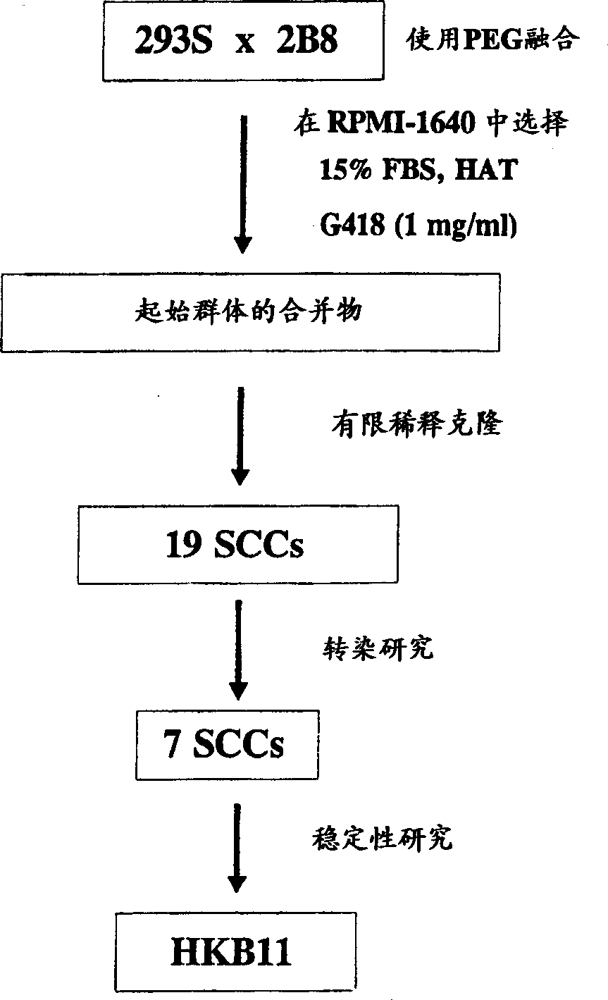 Human hybrid host cell for mammalian gene expression