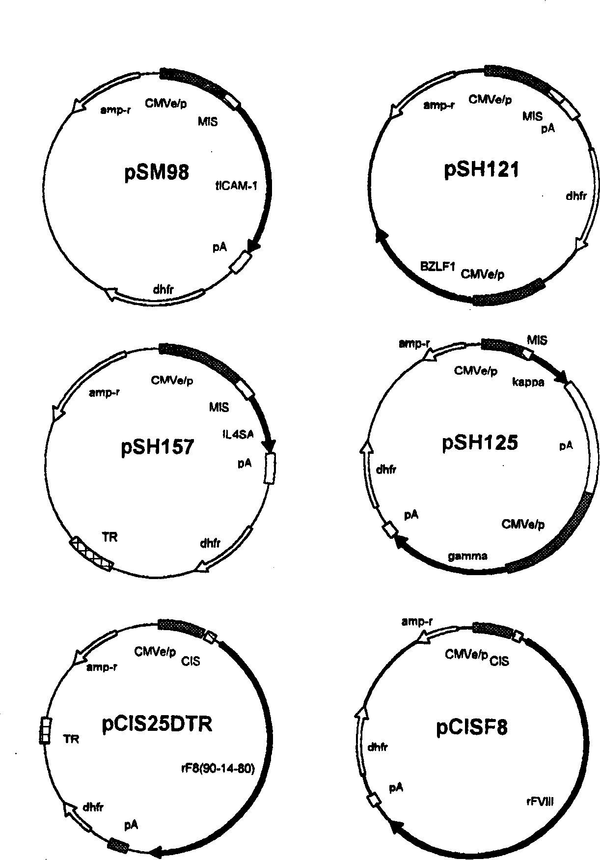 Human hybrid host cell for mammalian gene expression