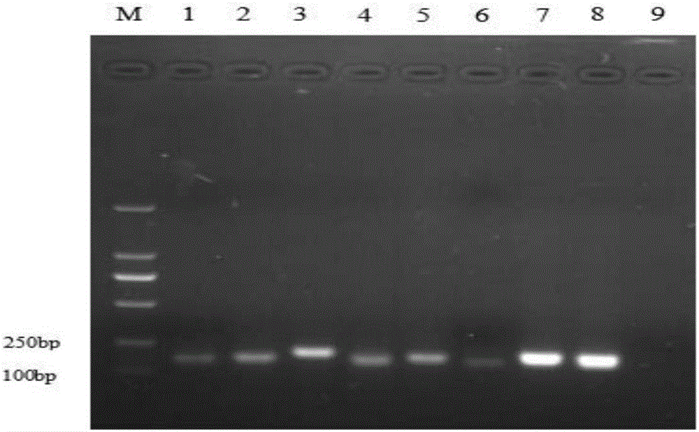 Multiple fluoroimmunoassay primer, kit and method for rapidly distinguishing 5 avian immunosuppression pathogens