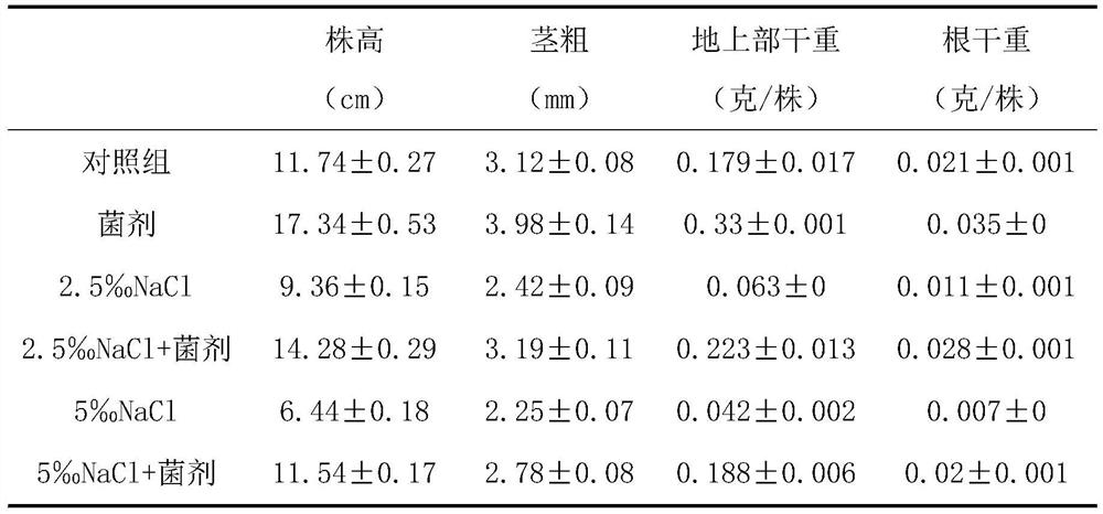 A kind of salt-tolerant growth-promoting bacterial strain d5-2 and its application