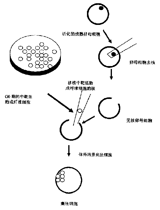 Rearing process for Shuangji cloned pig by gene engineering technology