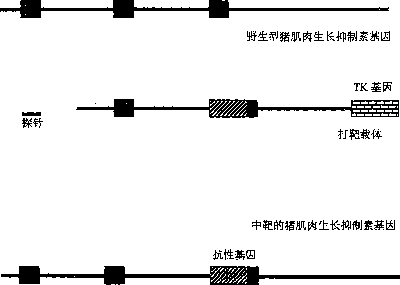 Rearing process for Shuangji cloned pig by gene engineering technology