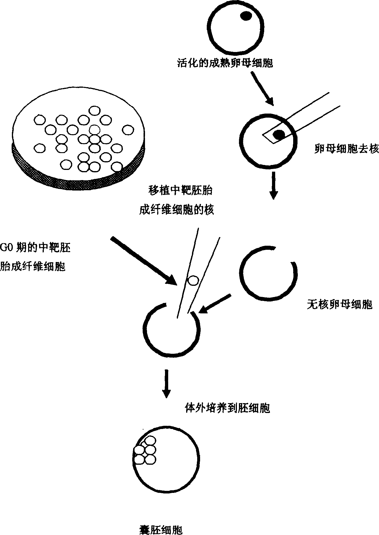 Rearing process for Shuangji cloned pig by gene engineering technology