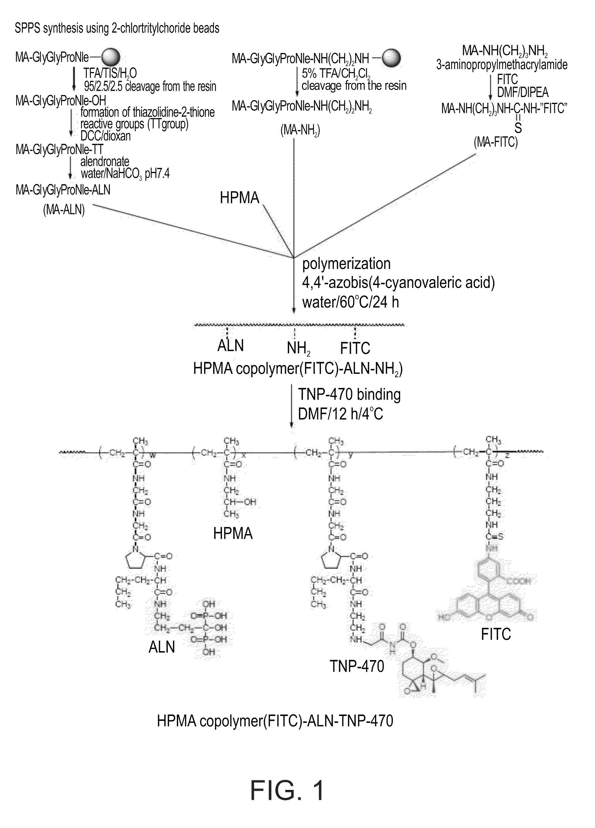 Conjugate of a polymer, an Anti-angiogenesis agent and a targeting moiety, and uses thereof in the treatment of bone related angiogenesis conditions