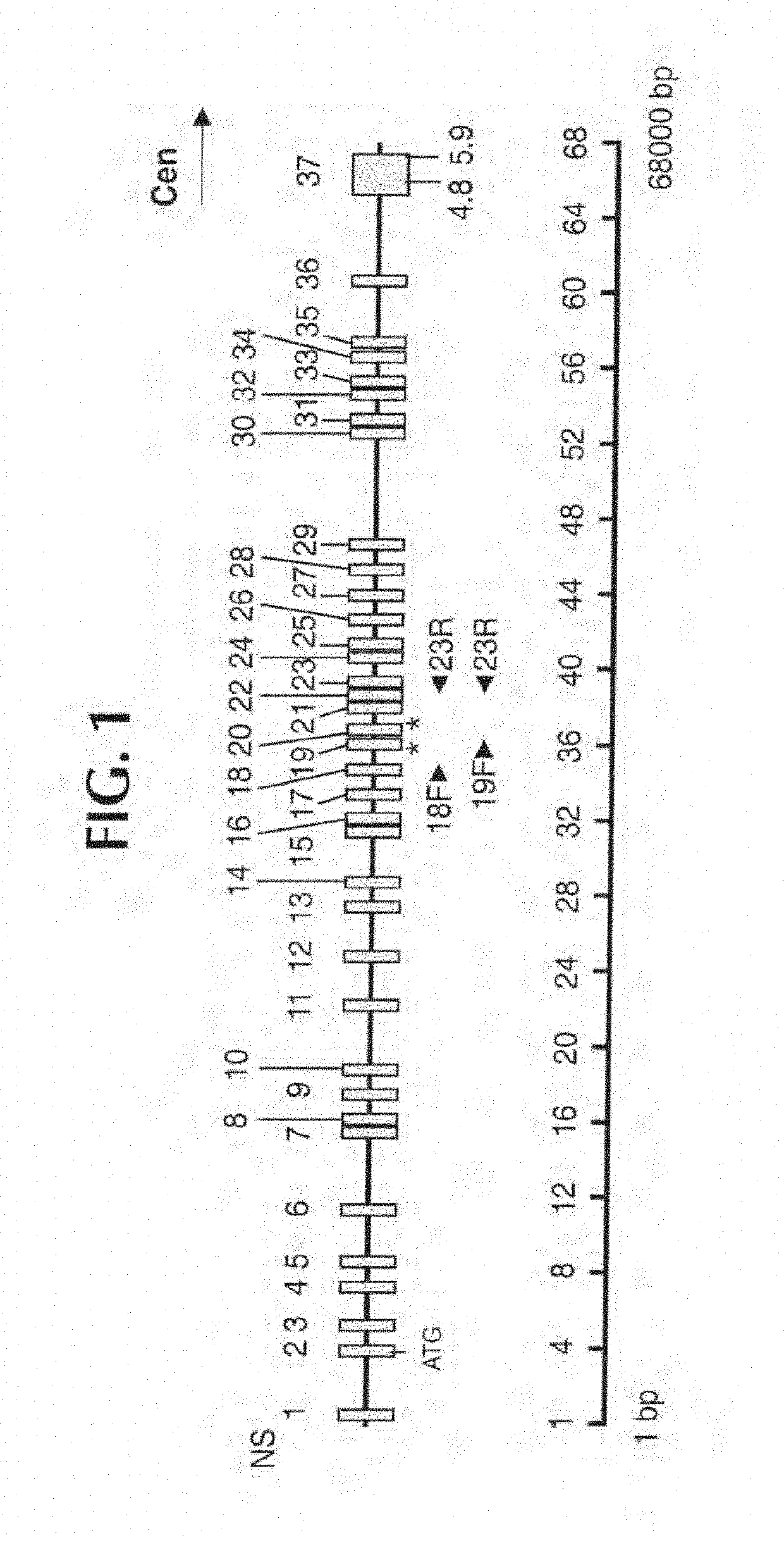 Gene for identifying individuals with familial dysautonomia