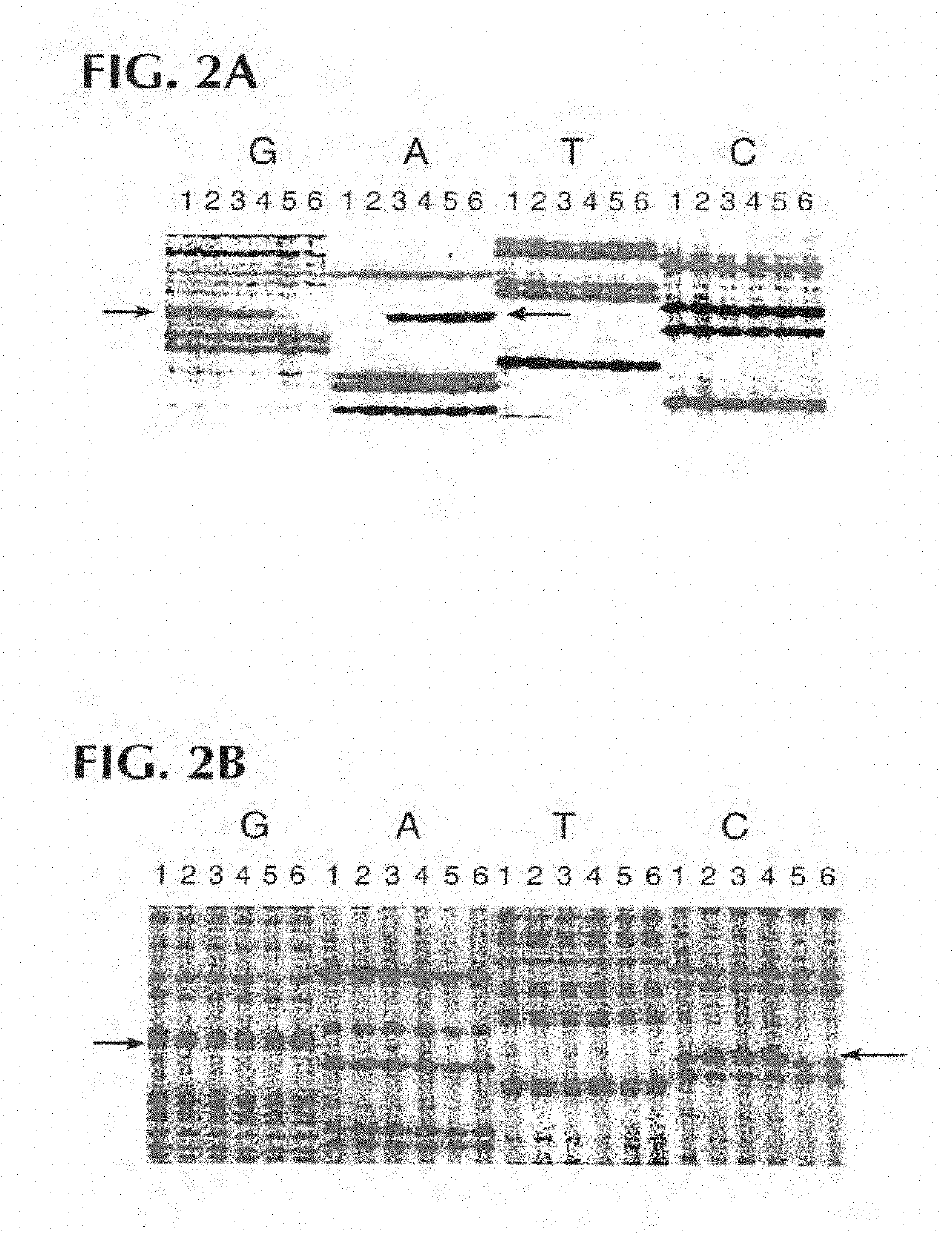 Gene for identifying individuals with familial dysautonomia