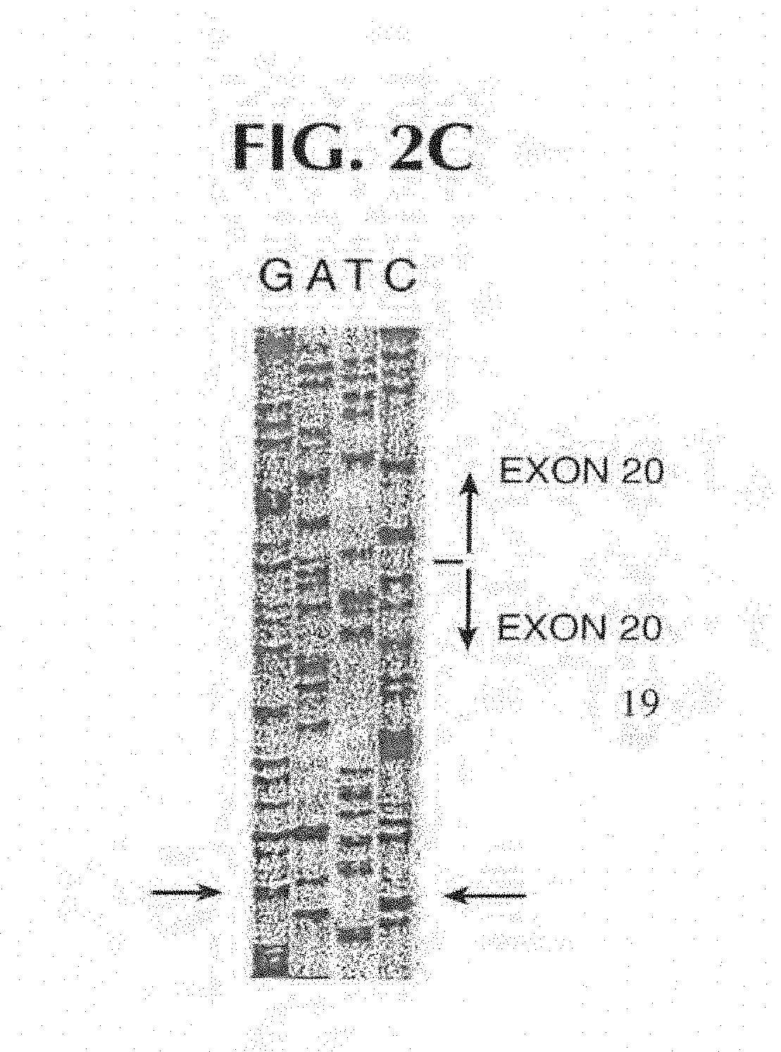 Gene for identifying individuals with familial dysautonomia