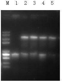 EPSP synthase gene rice chloroplast expression vector and application thereof