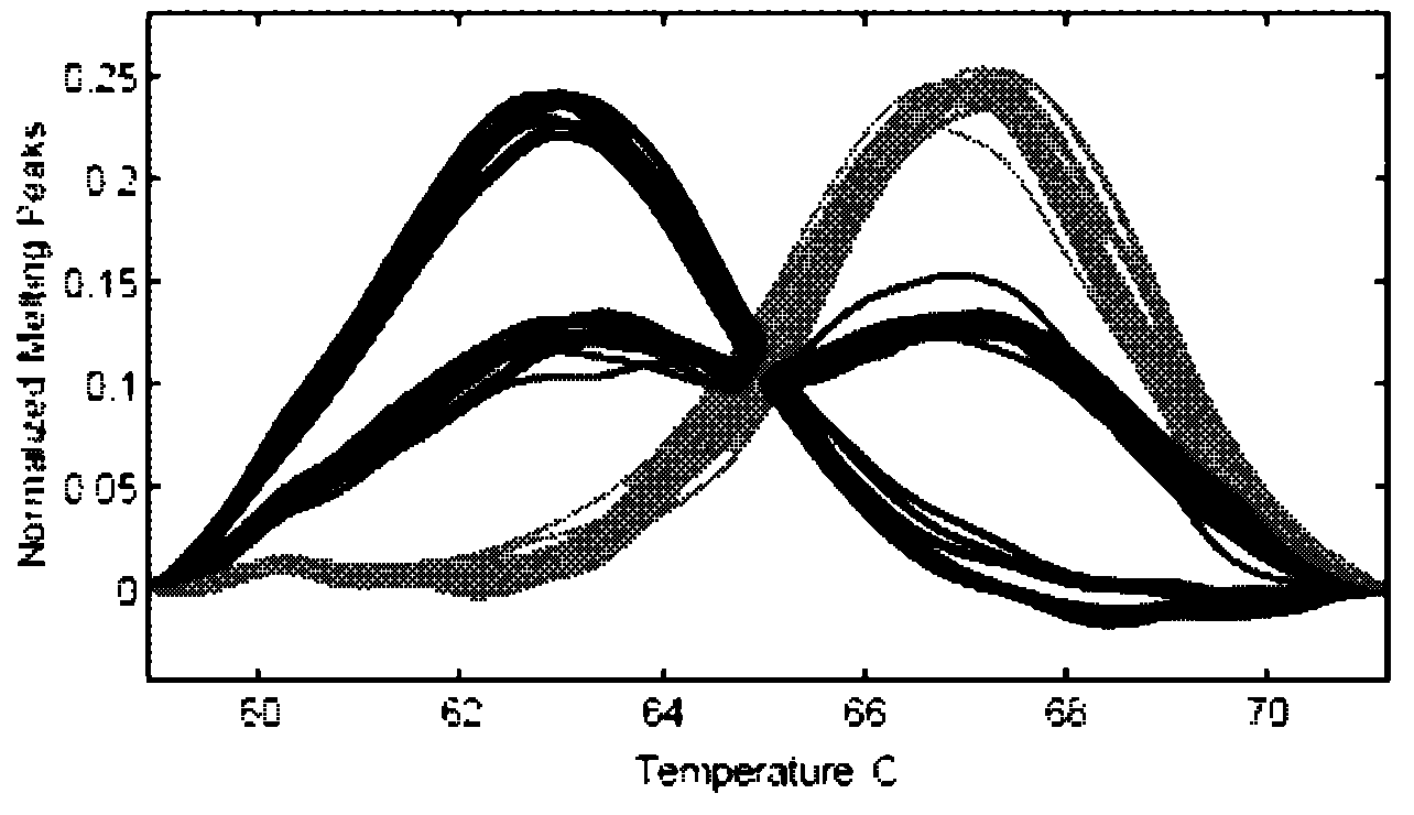 Scophthalmus maximus T170G single nucleotide polymorphic marking detection method