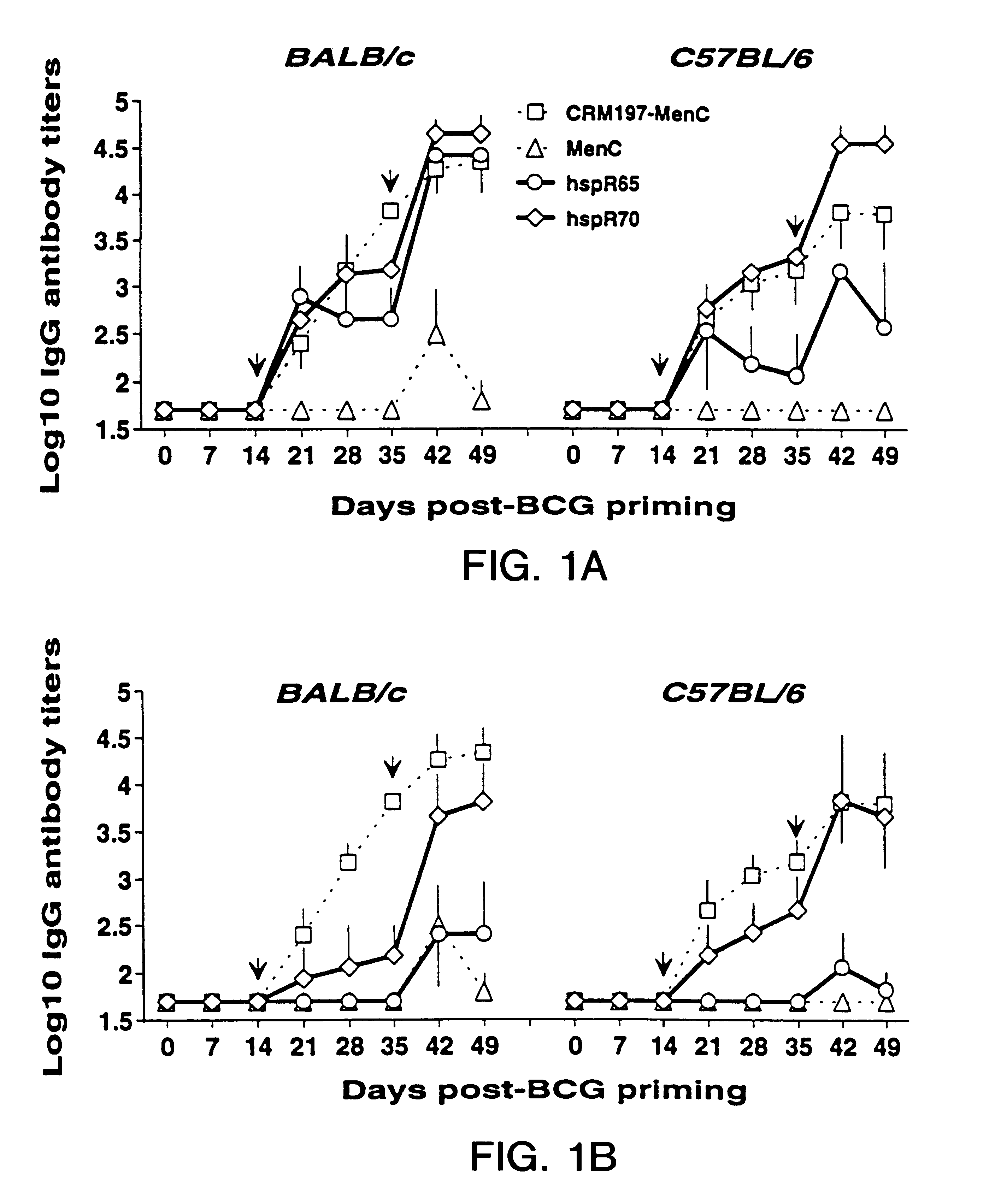 Conjugates formed from heat shock proteins and oligo-or polysaccharides