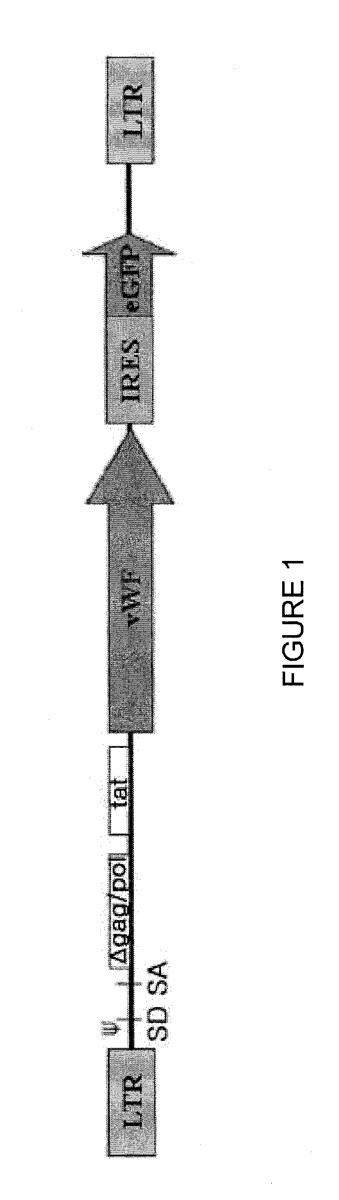 Recombinant expression vector system for variants of coagulation factor VIII and von Willebrand factor