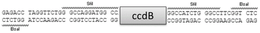 Expression vector for bimolecular fluorescence complementation) research and application thereof